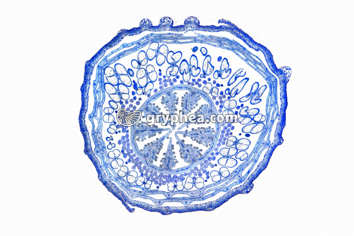 Pavot - Bouton floral entier CT x3 - gryphea.com